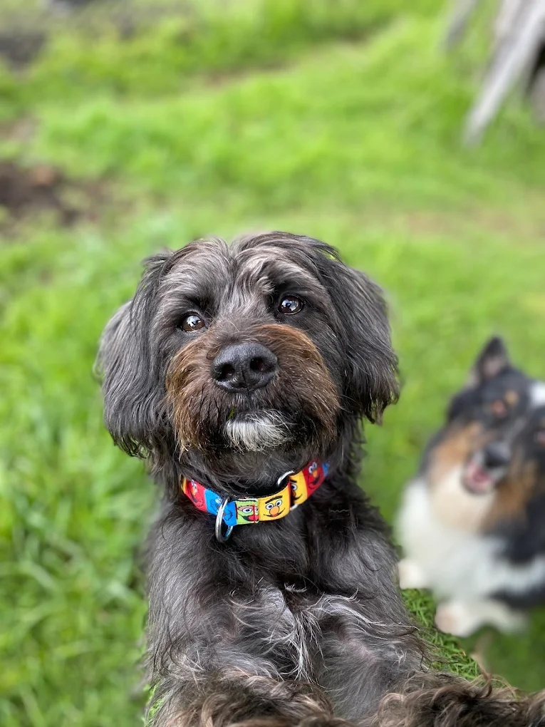 Perro de Ana María Gutiérrez